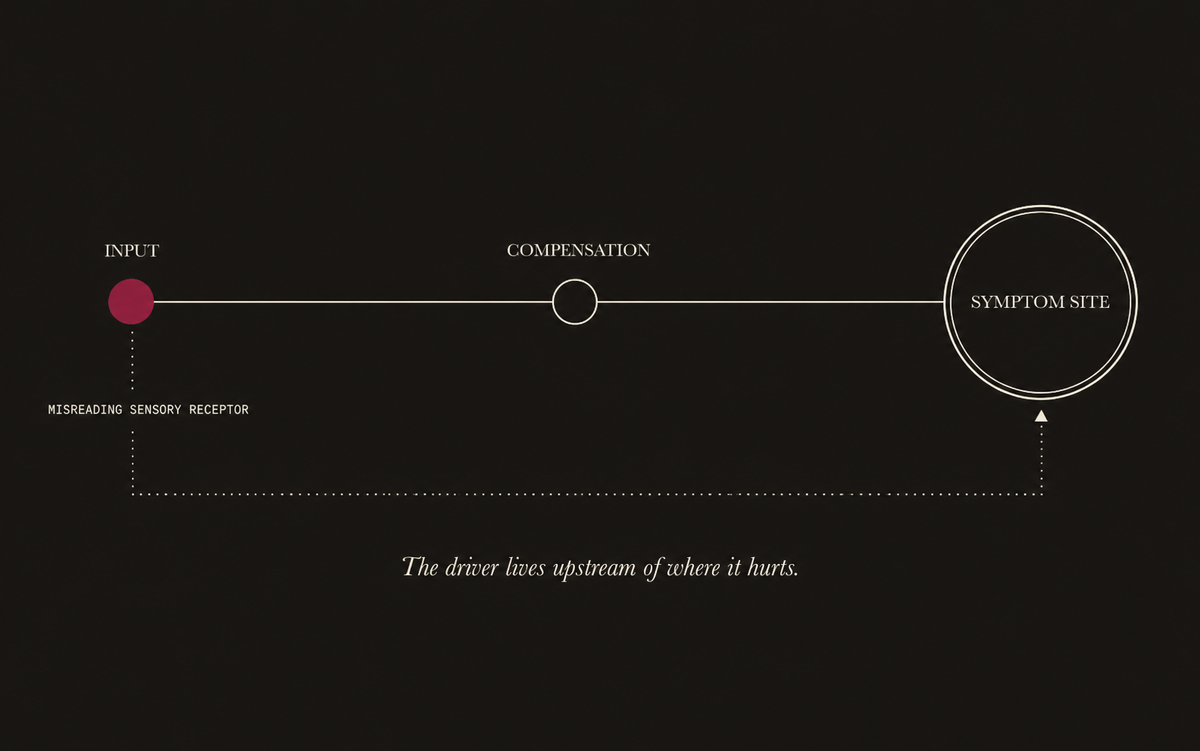Diagram: a misreading sensory receptor drives a symptom felt elsewhere in the body